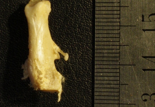 Calcaneus: posterior view (20735 visits) Vulpes corsac spp. - Right elementCollection: Museum of Paleontology, National Museum of Natural His... Calcaneus: posterior view