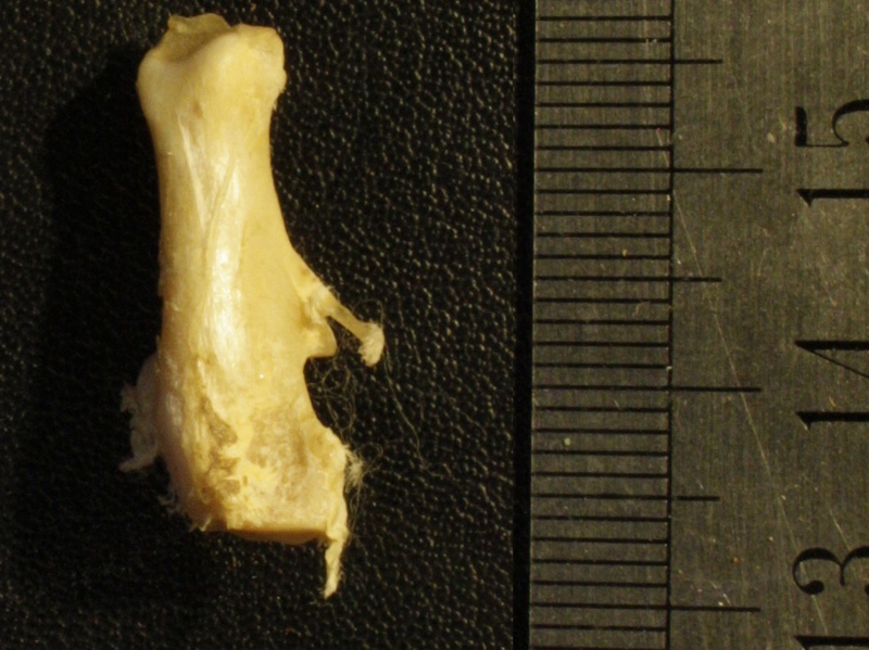 Calcanéus : vue postérieure (20753 visites) Vulpes corsac spp. - Élément droitCollection : Musée de Paléontologie, Muséum National d'Histoi... Calcanéus : vue postérieure