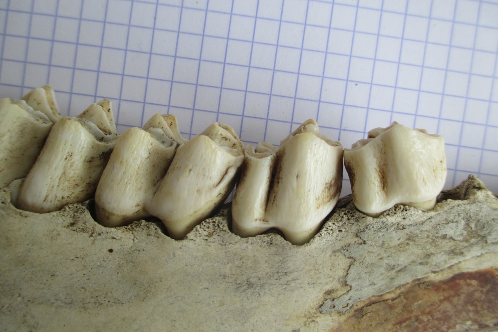 Mand adulte D dent lat1