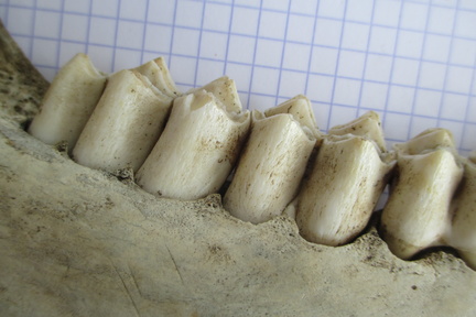 Mand adulte D dent lat2