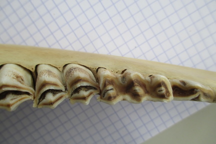 Mand juv G dent dors