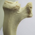 Cote D tete lat (11687 visites) Cote D tete lat