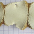 sternum ant (13027 visites) sternum ant