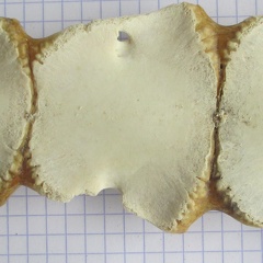 sternum ant (13035 visites) sternum ant