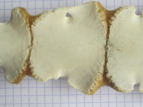 sternum ant (13047 visites) sternum ant