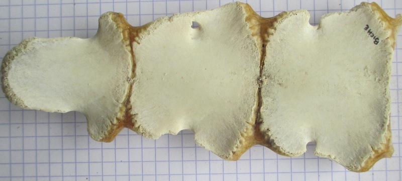 sternum ant - sternum ant.jpg sternum ant.jpg