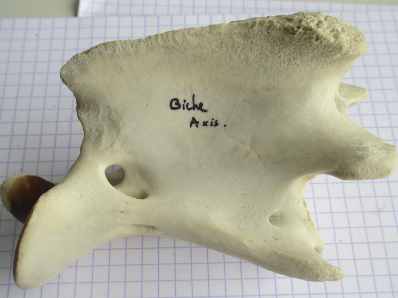 Axis lat (14627 visitas) Axis lat