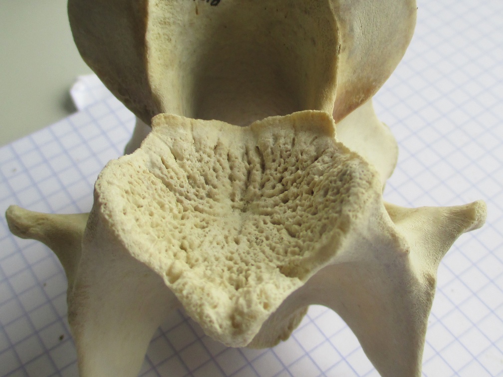 Cerv caud1 (11584 visites) Cerv caud1