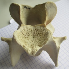 Cerv caud1