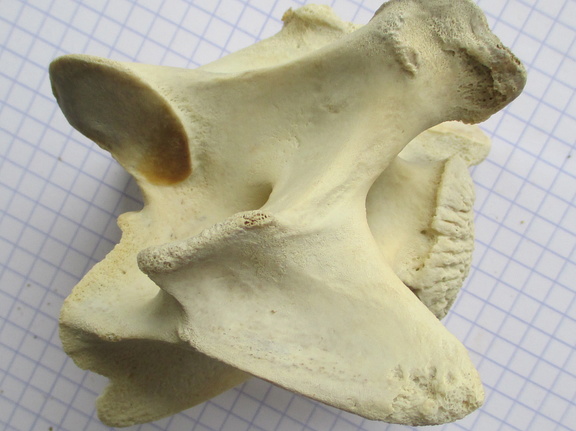 Cerv lat (12970 visites) Cerv lat