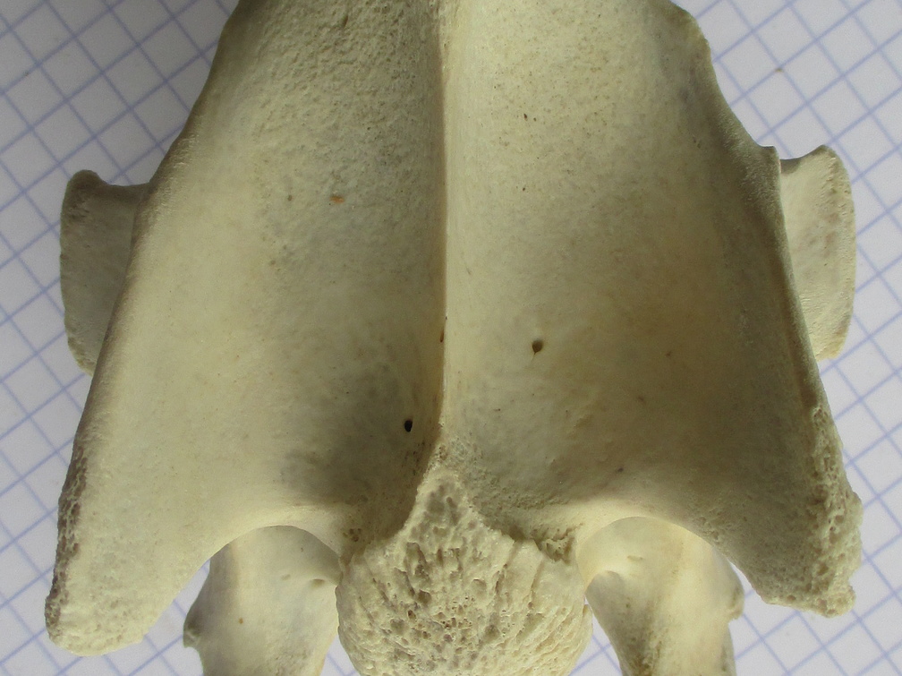 Cerv vent (11930 visites) Cerv vent