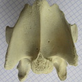 Cerv vent (11904 visites) Cerv vent