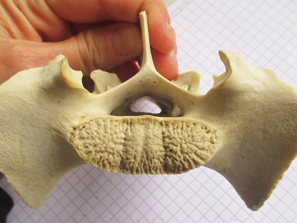 Sacrum cran (13234 visites) Sacrum cran