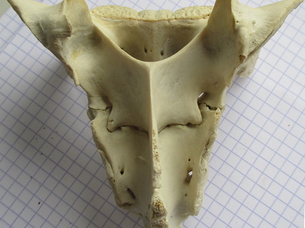 Sacrum dors (12563 visites) Sacrum dors