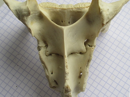 Sacrum dors