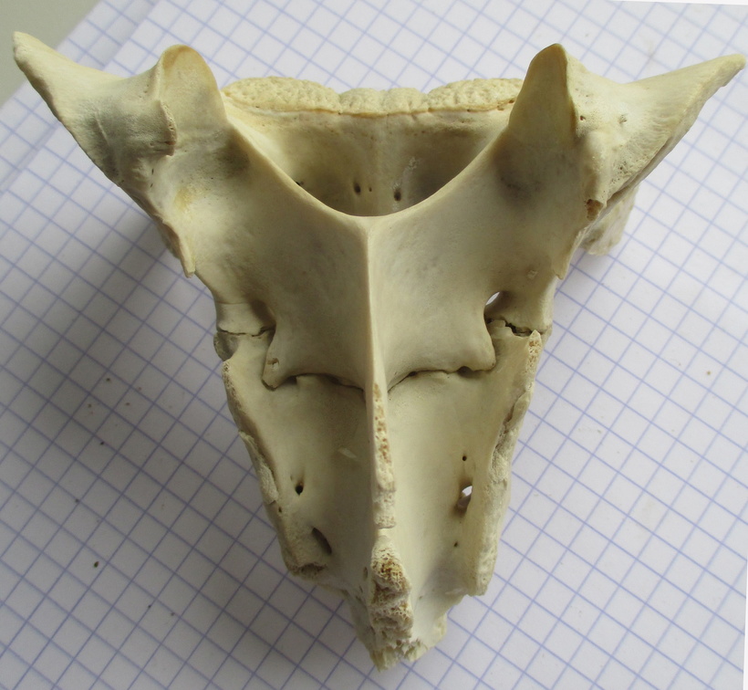 Sacrum dors