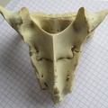 Sacrum dors