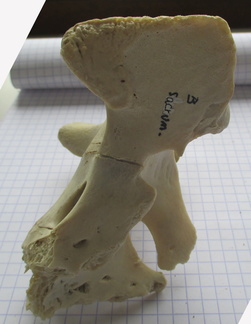 Sacrum lat