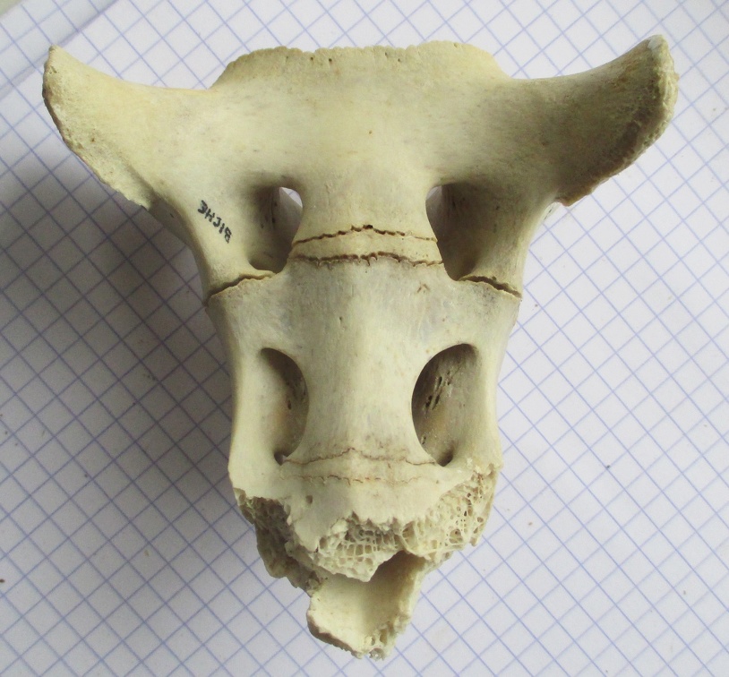 Sacrum vent