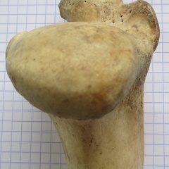 Hum D prox caud1 (11198 visites) Hum D prox caud1