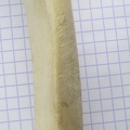 Radius G diaph (13444 visites) Radius G diaph