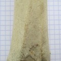 Radius G dist dors (12256 visites) Radius G dist dors
