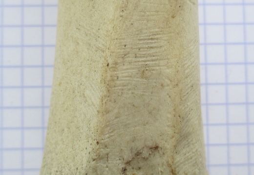 Radius G dist dors (12237 visites) Radius G dist dors
