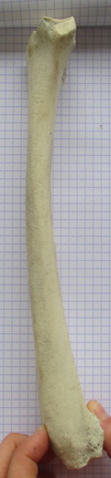 Radius G lat