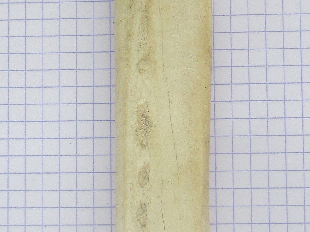 Radius G palm1 (14249 visitas) Radius G palm1