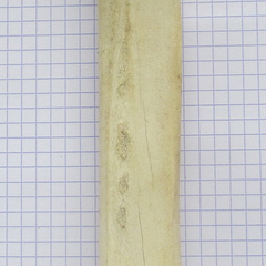 Radius G palm1 (14262 visits) Radius G palm1