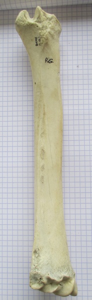 Radius G palm1 - Radius_G_palm1.jpg Radius_G_palm1.jpg