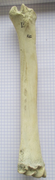 Radius_G_palm1.jpg