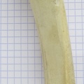 Radius G palm2 (14312 visites) Radius G palm2