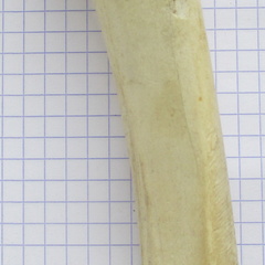 Radius G palm2 (14321 visits) Radius G palm2