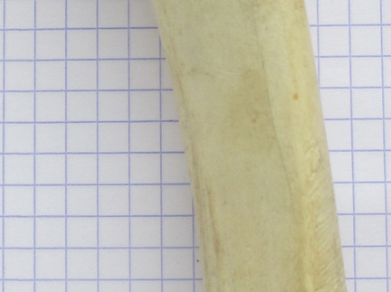 Radius G palm2 (14303 visites) Radius G palm2