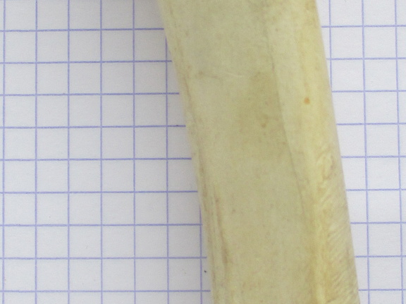 Radius G palm2 (14299 visites) Radius G palm2