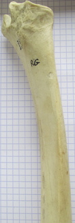 Radius G palm2