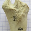 Radius G prox palm (11700 visites) Radius G prox palm