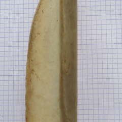 Scapula G caud (14937 visitas) Scapula G caud