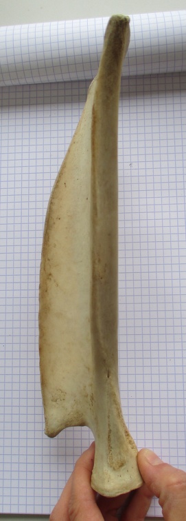Scapula G caud