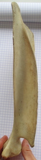 Scapula G cran