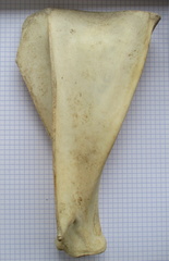 Scapula G lat1