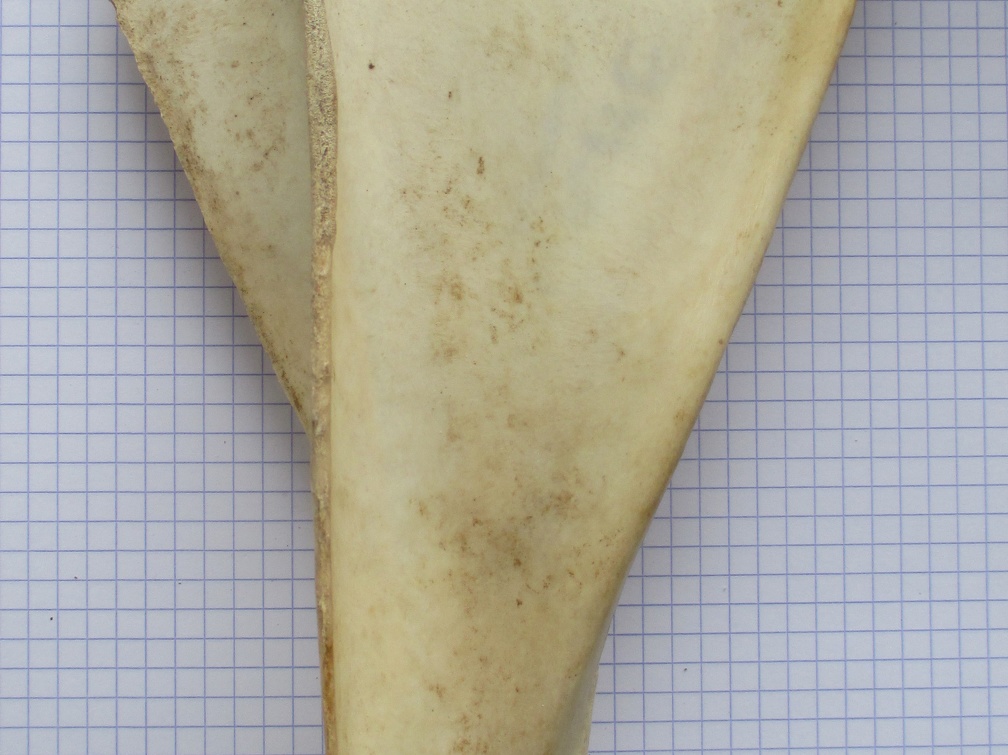 Scapula G lat1 (13160 visites) Scapula G lat1