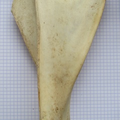 Scapula G lat1 (13215 visitas) Scapula G lat1