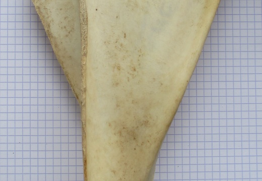 Scapula G lat1 (13160 visites) Scapula G lat1