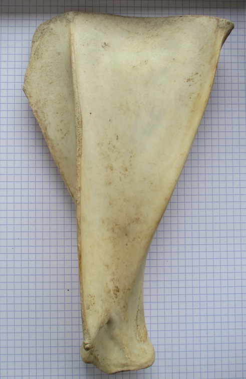Scapula G lat1