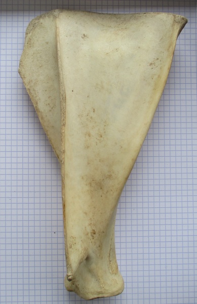 Scapula_G_lat1.jpg