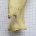 Scapula G lat2 (13341 visites) Scapula G lat2