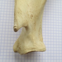Scapula G lat2 (13363 visites) Scapula G lat2