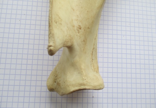 Scapula G lat2 (13328 visites) Scapula G lat2